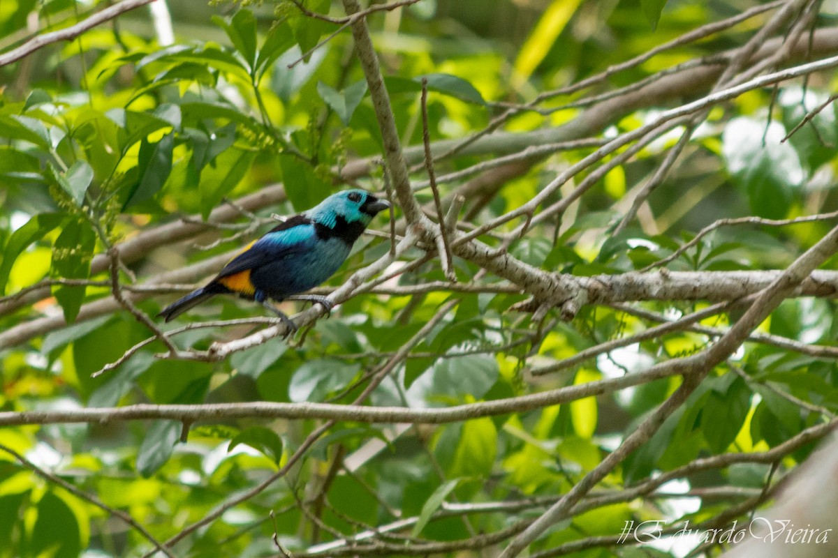 Seven-colored Tanager - ML620564604