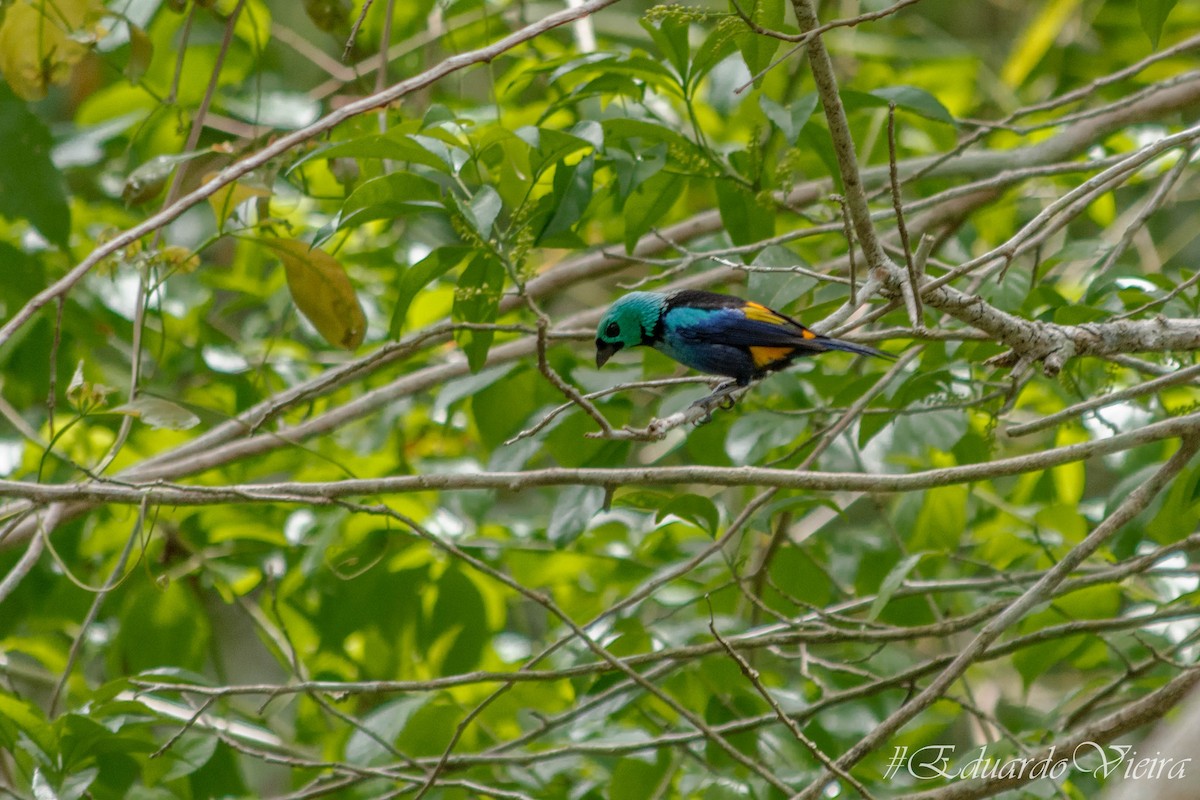 Seven-colored Tanager - ML620564605