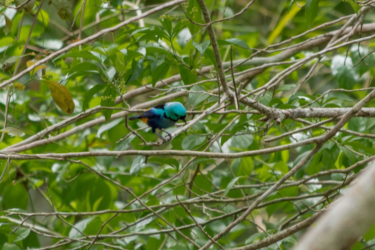 Seven-colored Tanager - ML620564606