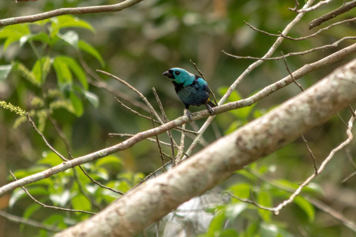 Seven-colored Tanager - ML620564607