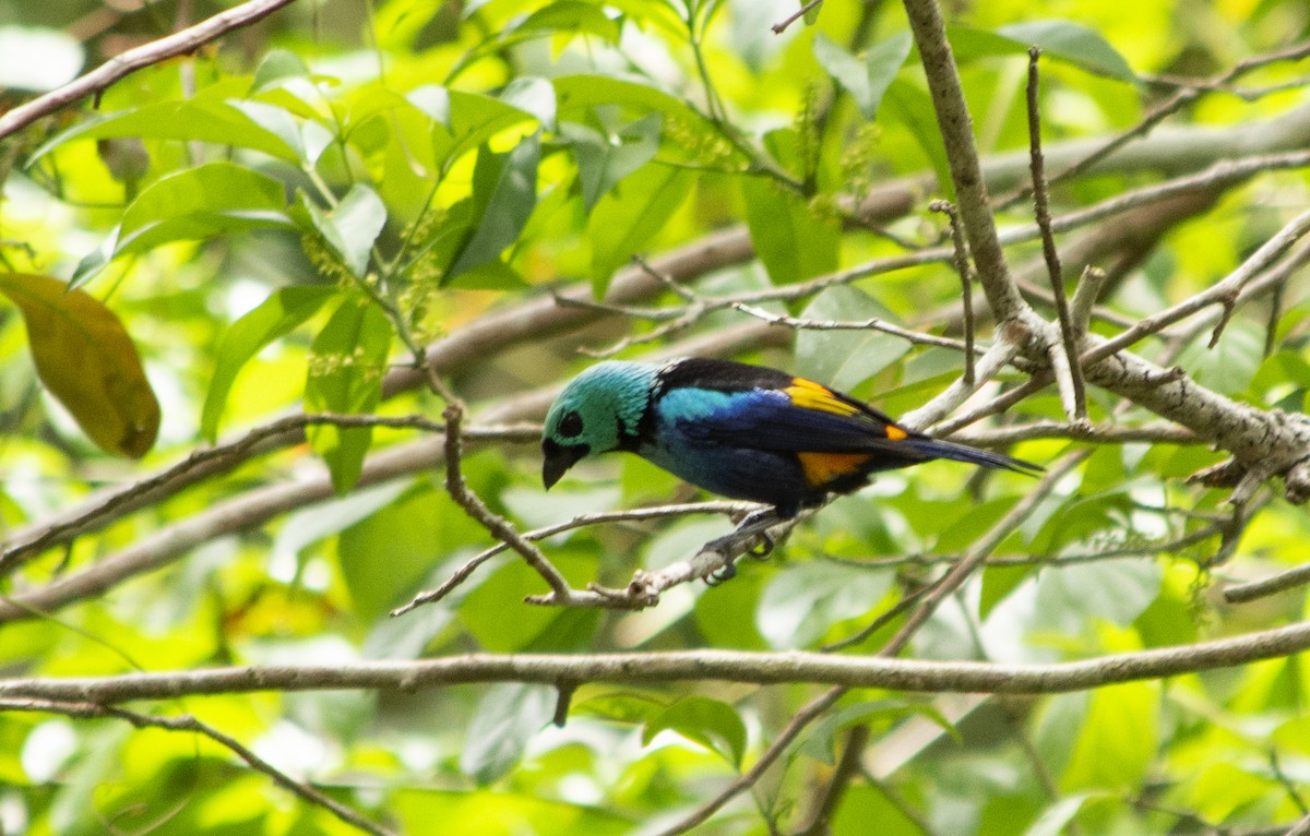Seven-colored Tanager - ML620564611
