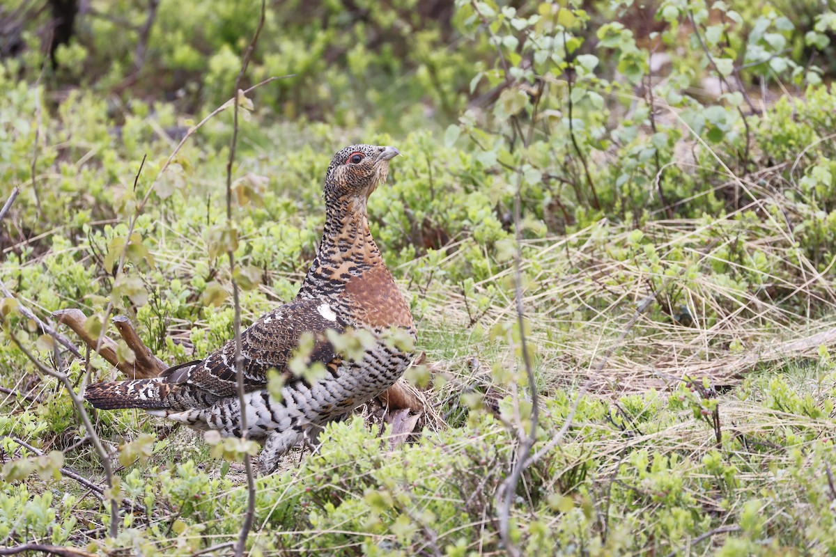 Western Capercaillie - ML620564614