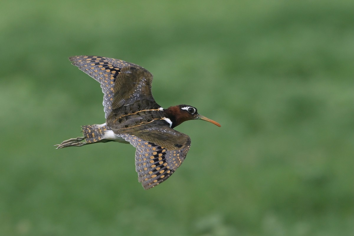 Greater Painted-Snipe - ML620564615