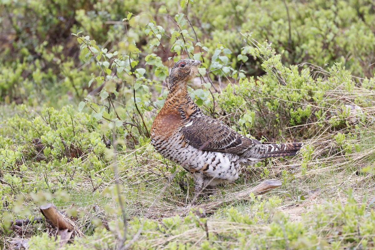 Western Capercaillie - ML620564616