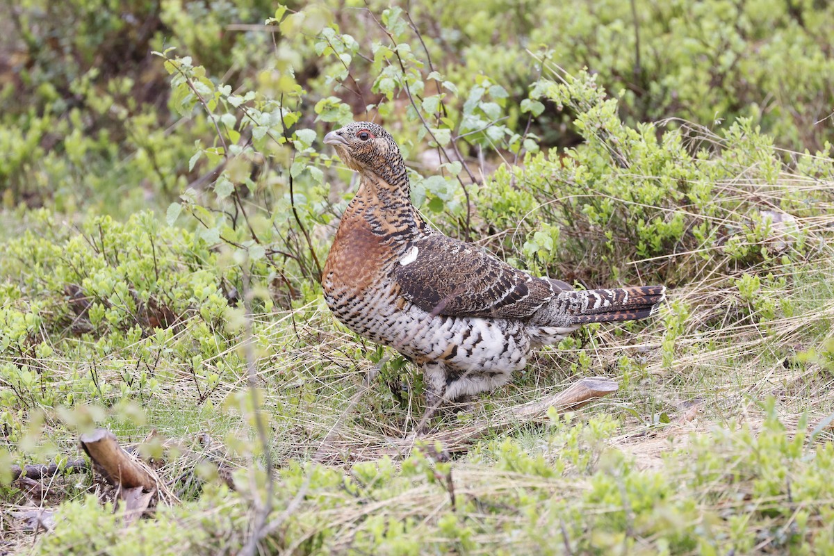 Western Capercaillie - ML620564617