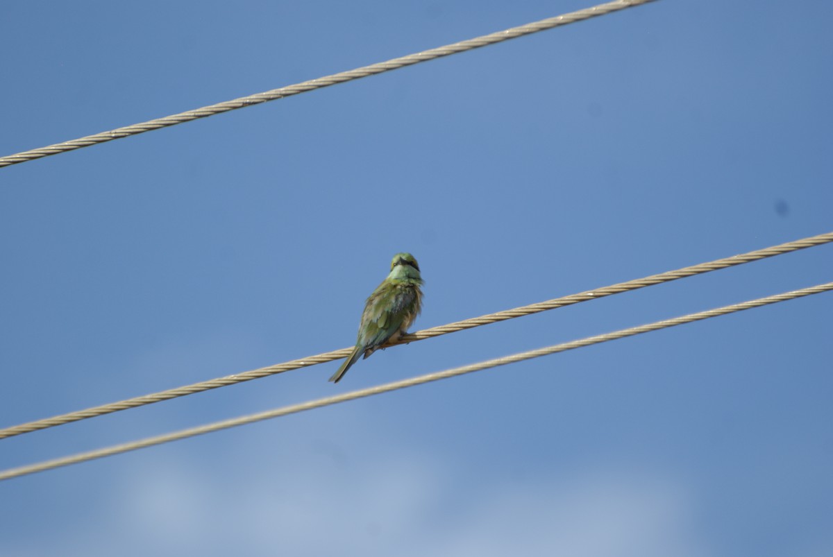 Asian Green Bee-eater - ML620564629
