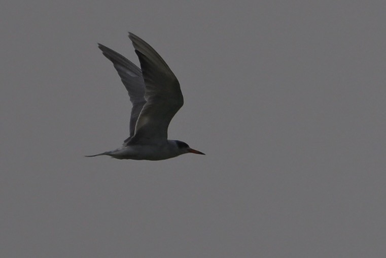 Black-bellied Tern - ML620564631
