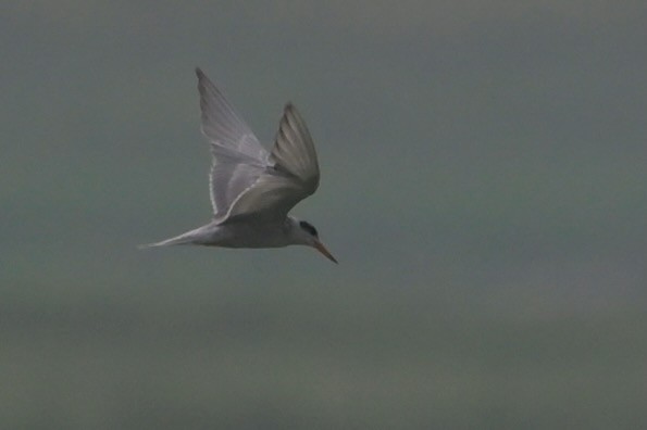 Black-bellied Tern - ML620564633