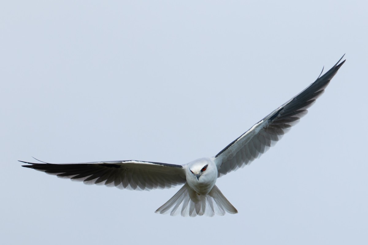 Black-shouldered Kite - ML620564636