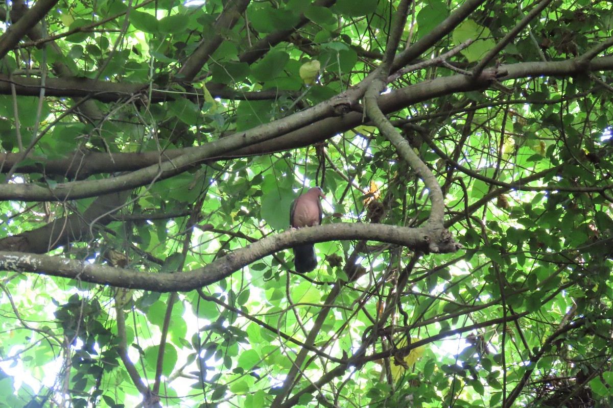 Asian Emerald Dove - ML620564637