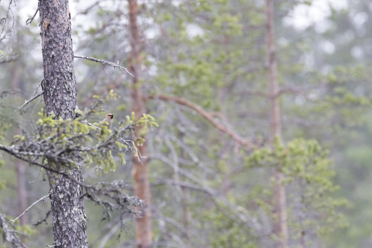 Bohemian Waxwing - ML620564644