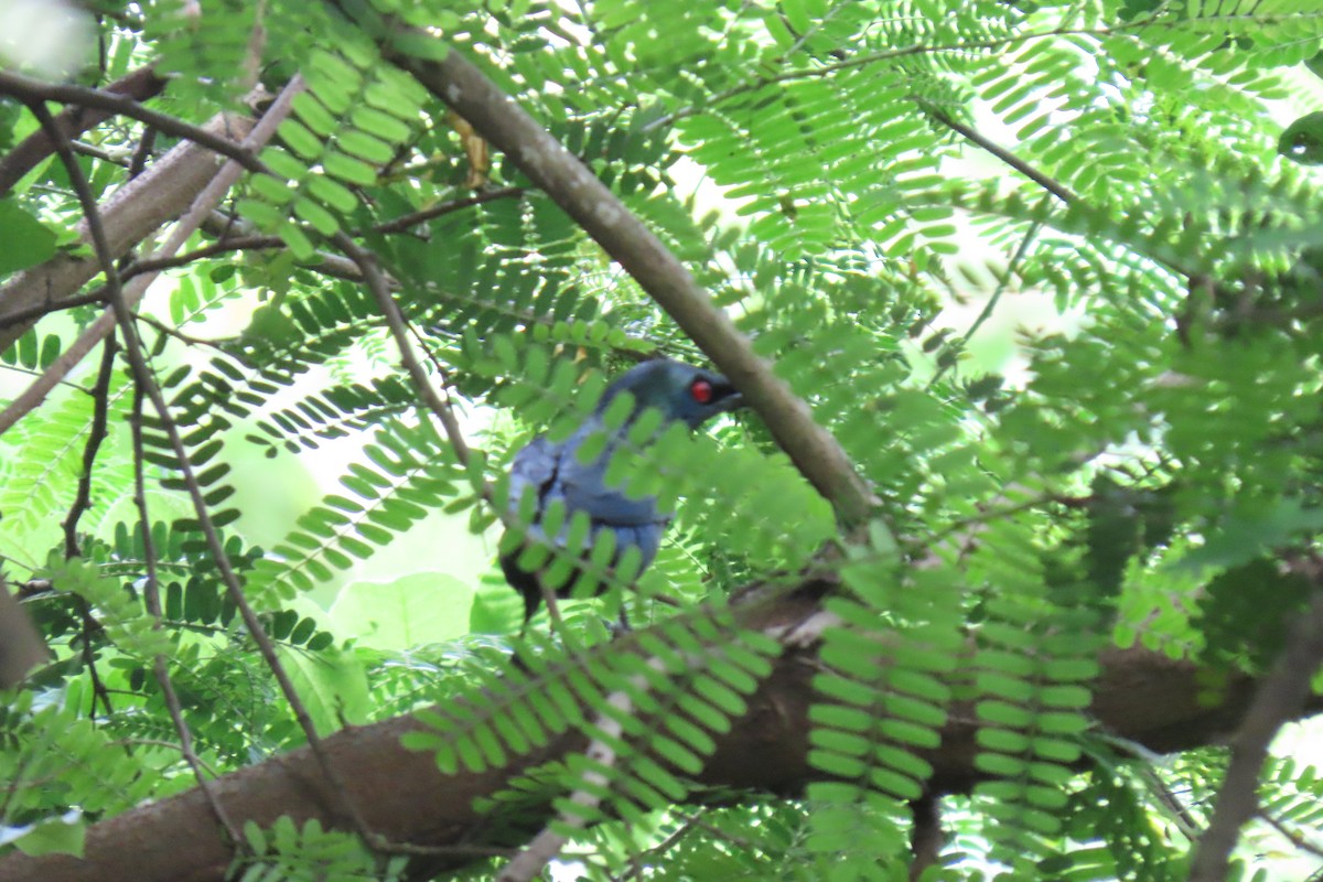 Asian Glossy Starling - ML620564649