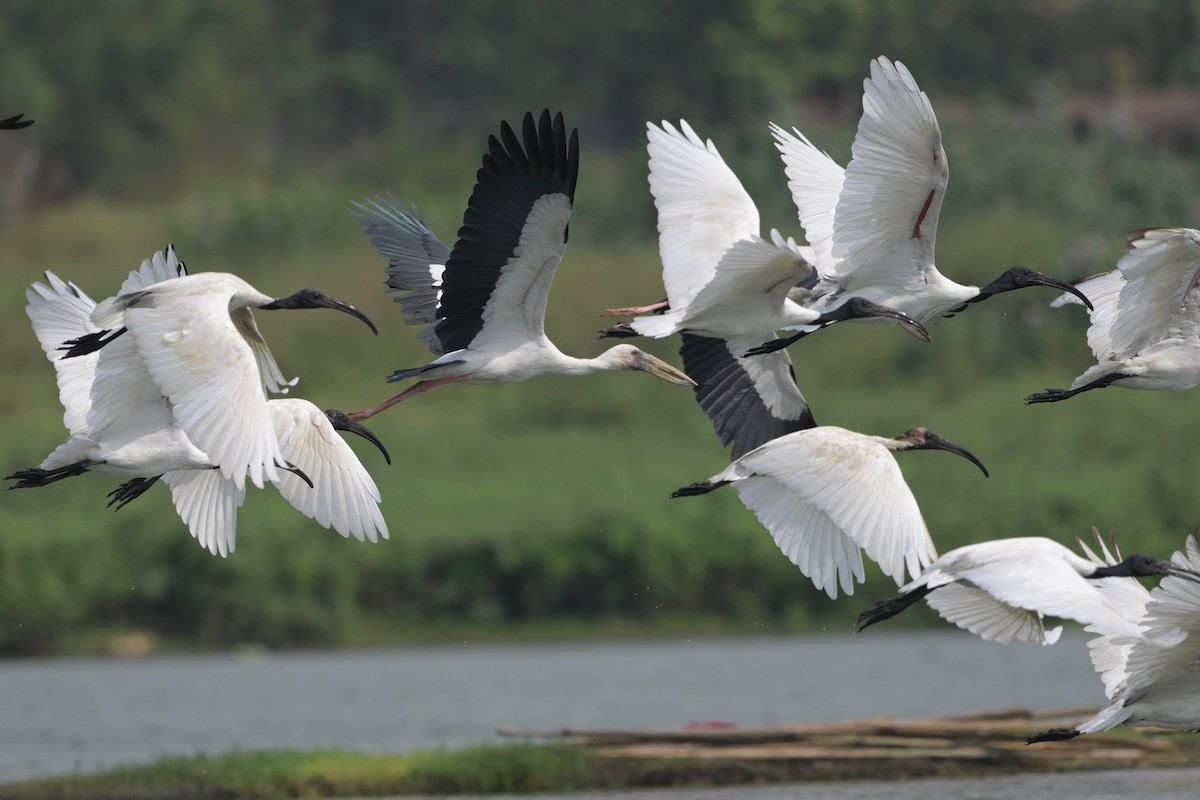 Ibis à tête noire - ML620564652