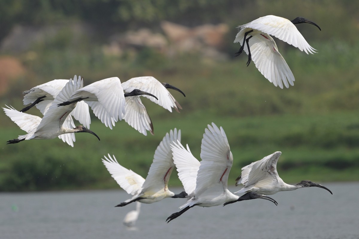 Black-headed Ibis - ML620564653