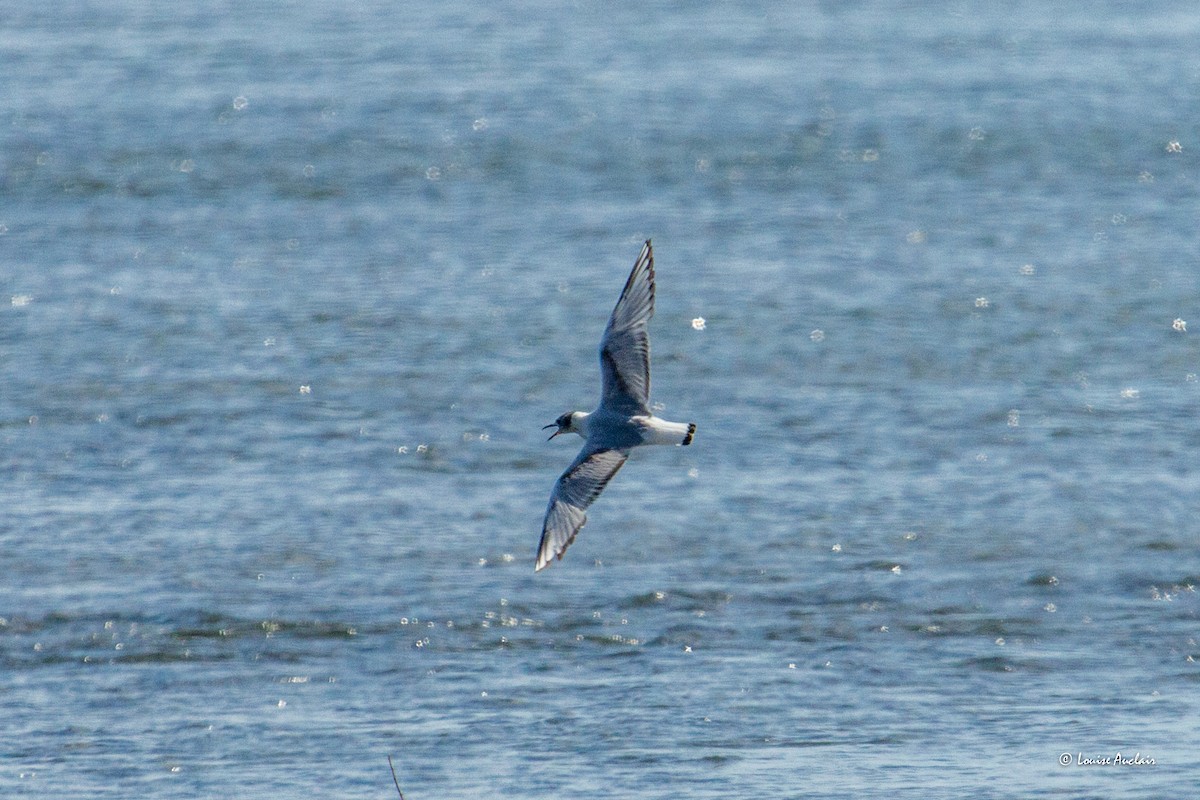 Bonaparte's Gull - ML620564655