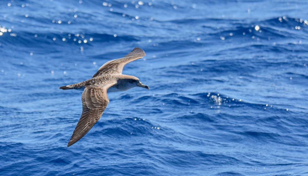 Cory's Shearwater - ML620564657