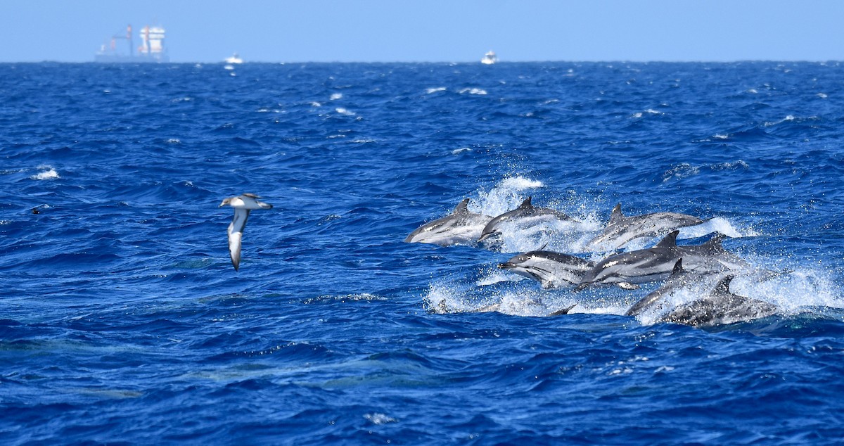 Cory's Shearwater - ML620564659