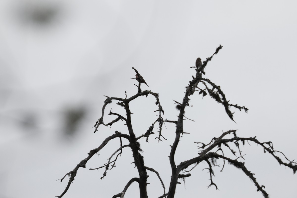 Common Redpoll - ML620564662