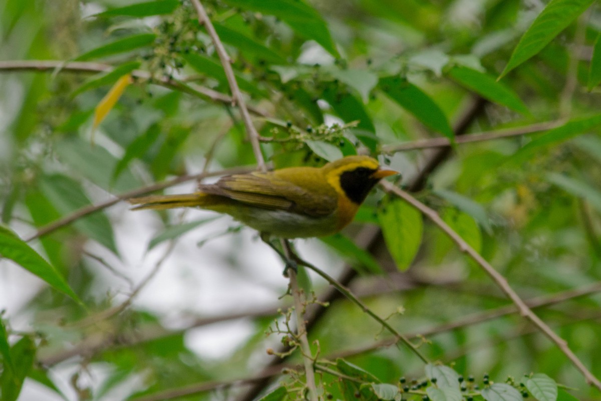 Guira Tanager - ML620564663