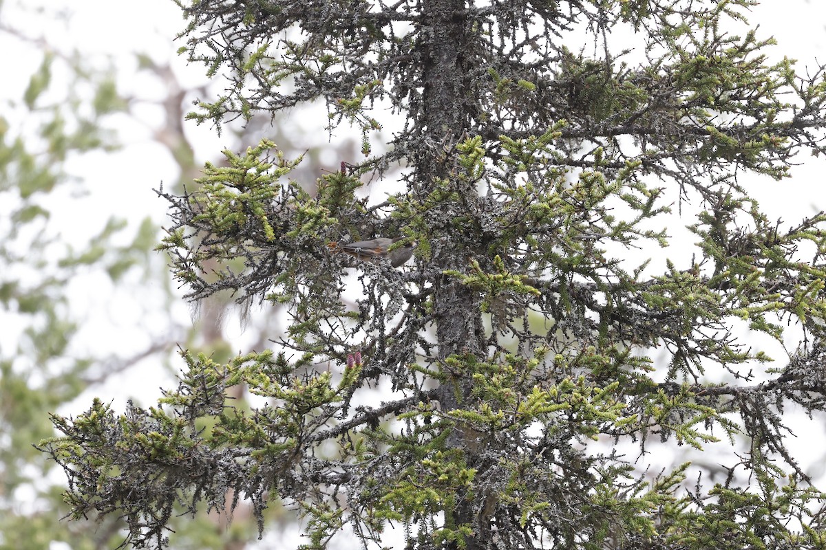 Siberian Jay - ML620564676