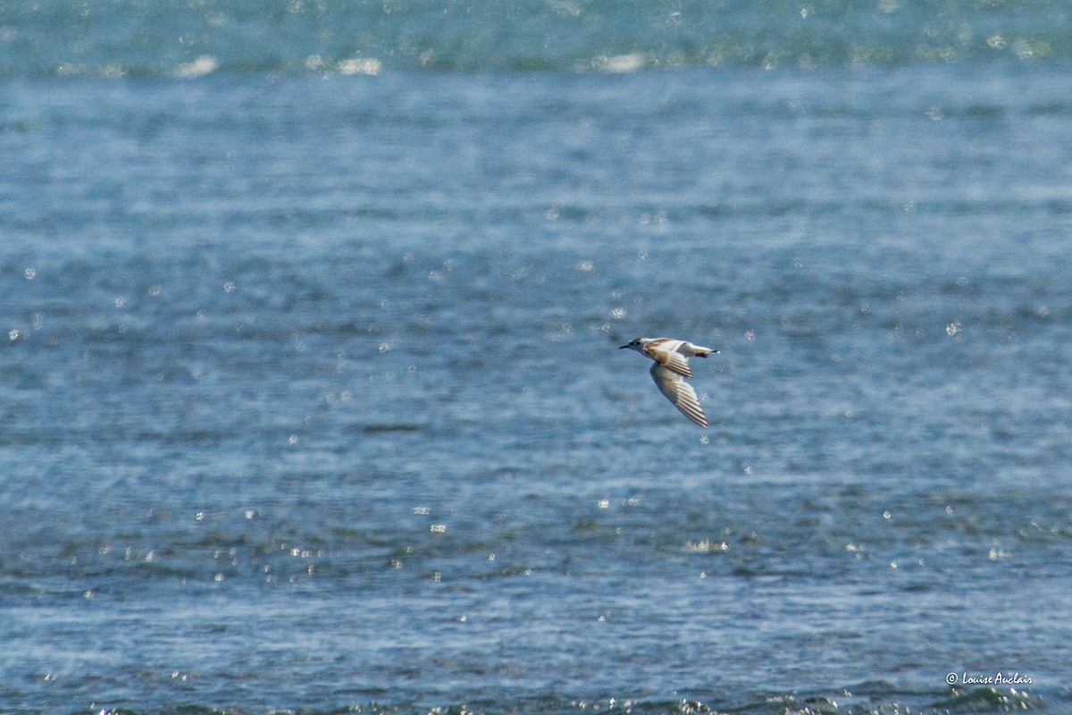 Little Gull - ML620564678