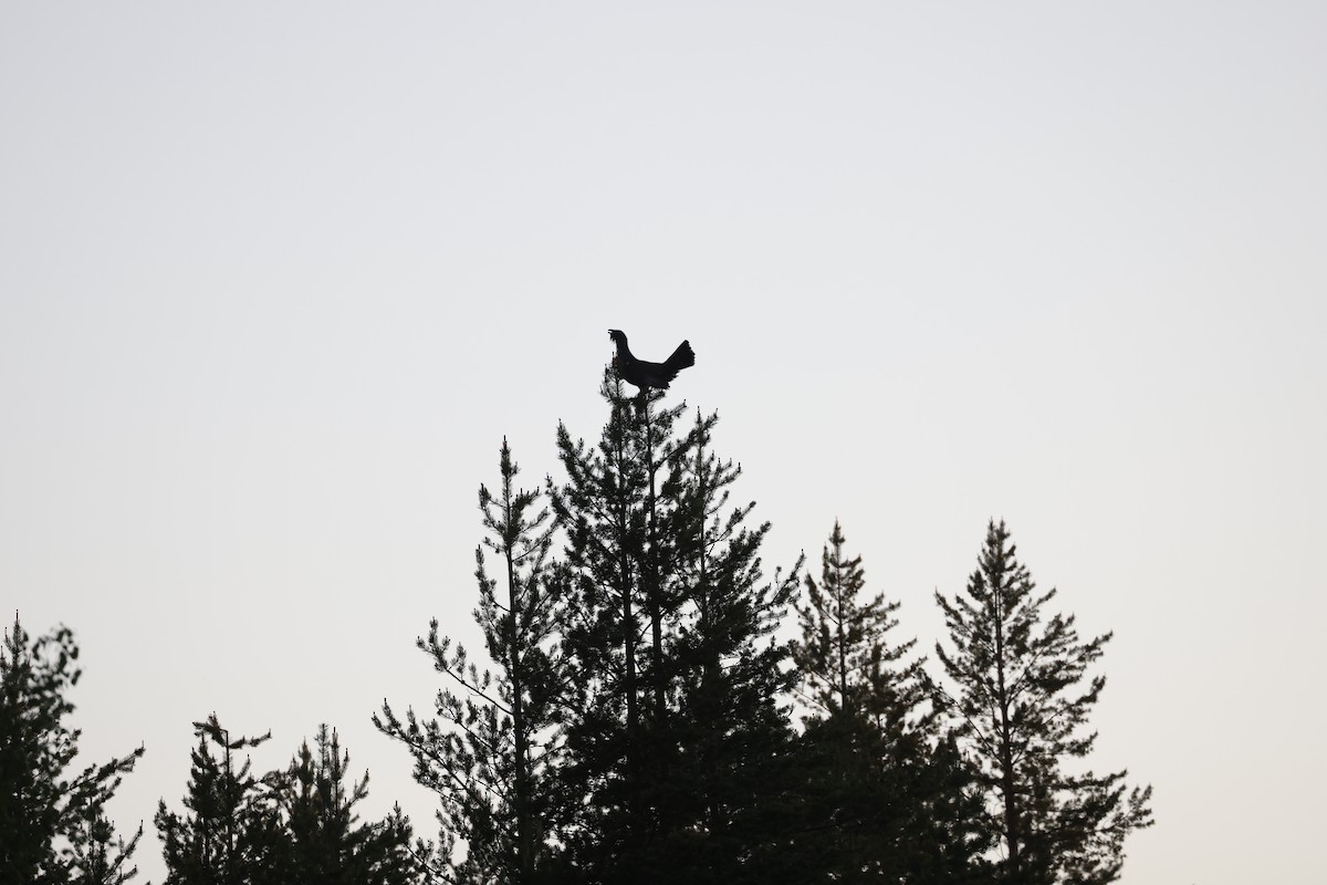 Western Capercaillie - ML620564683