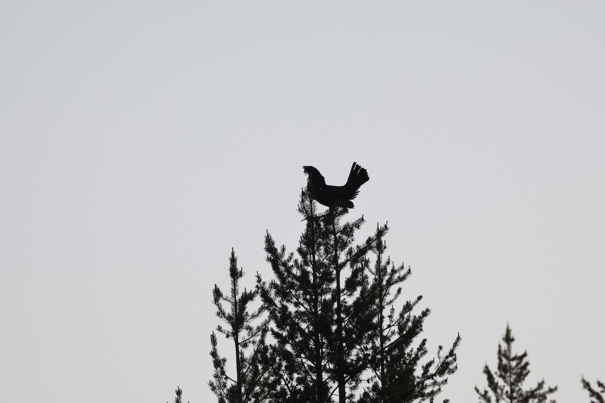 Western Capercaillie - ML620564688