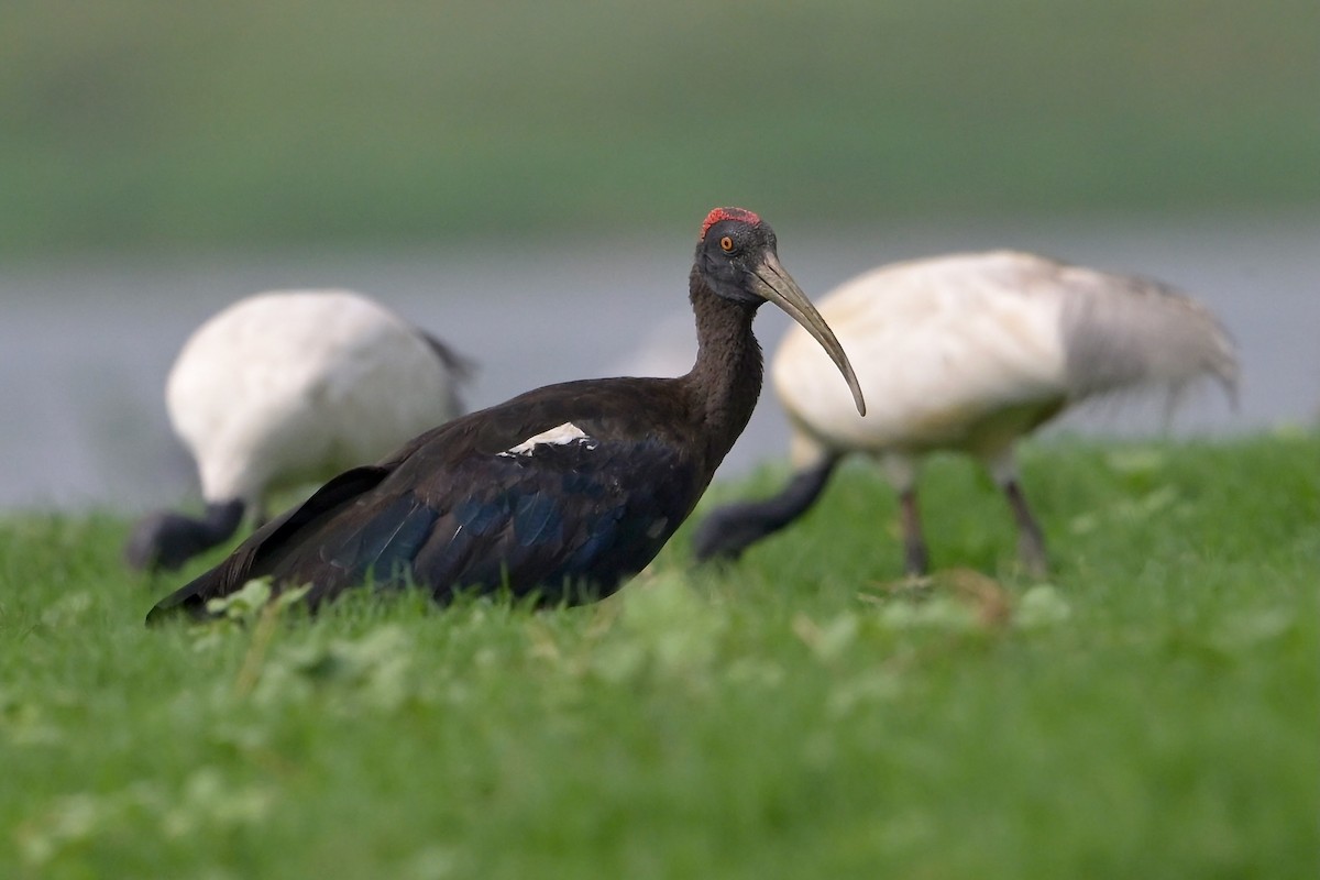 ibis bradavičnatý - ML620564690