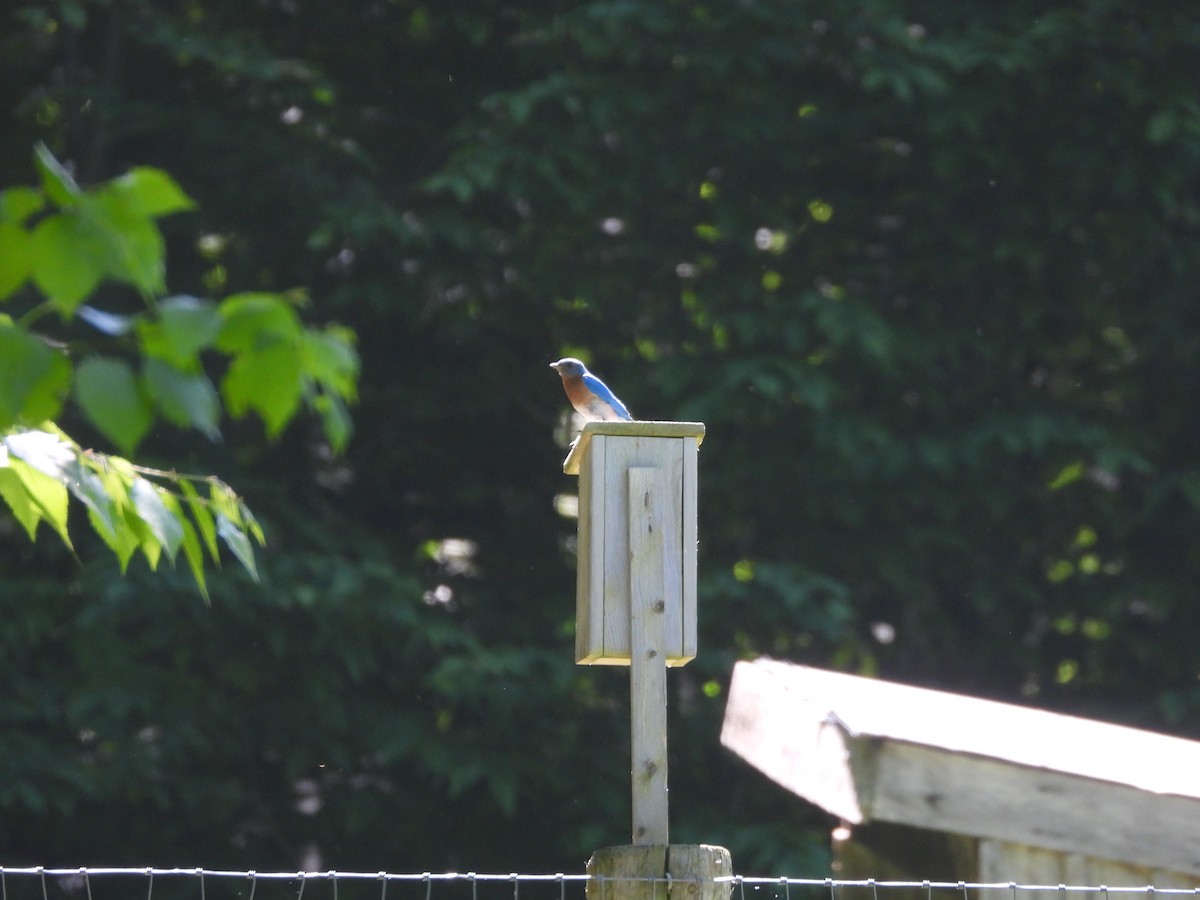 Eastern Bluebird - ML620564695