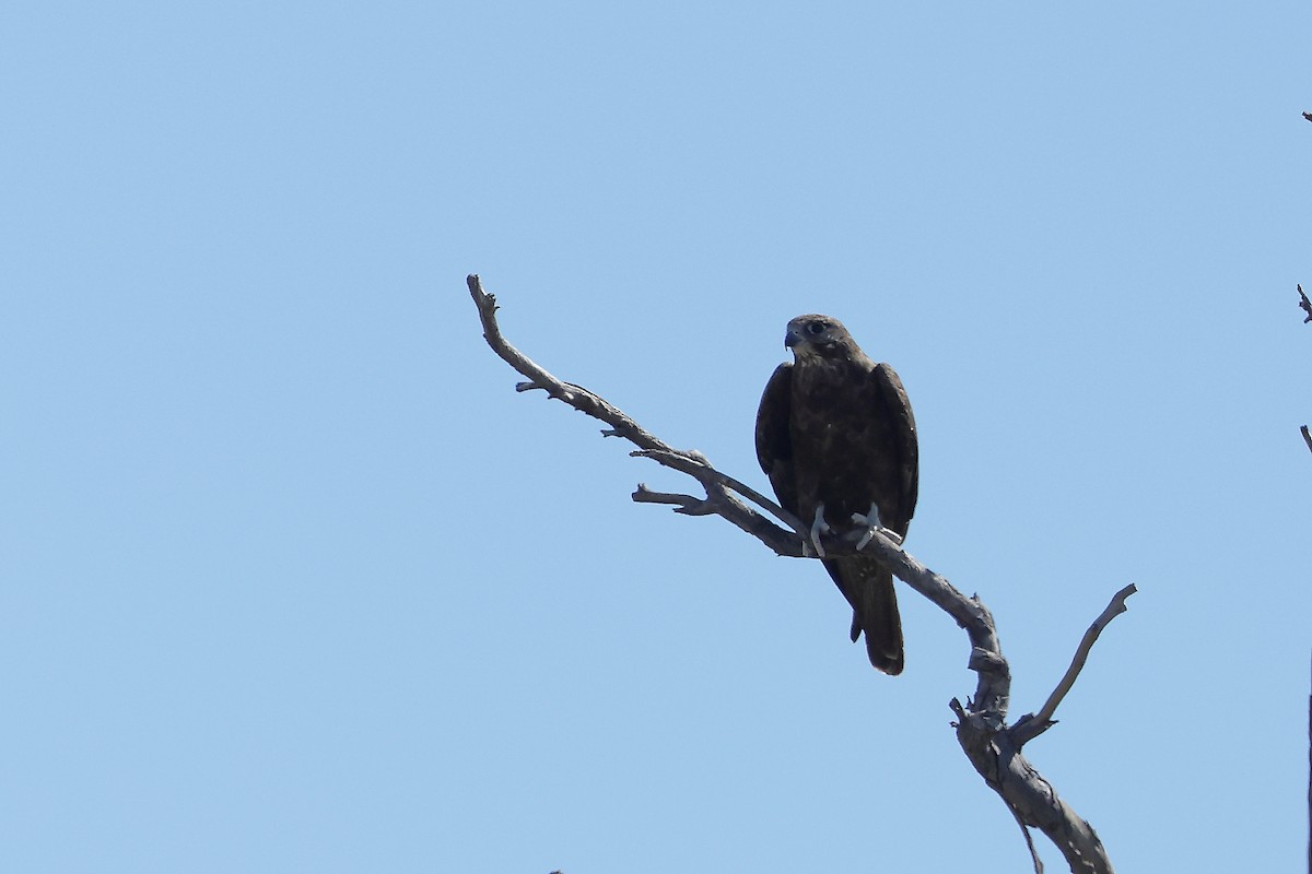 Black Falcon - ML620564710