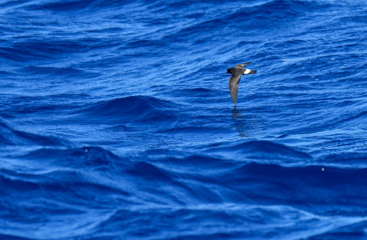 European Storm-Petrel - Miguel Ángel Mora Quintana