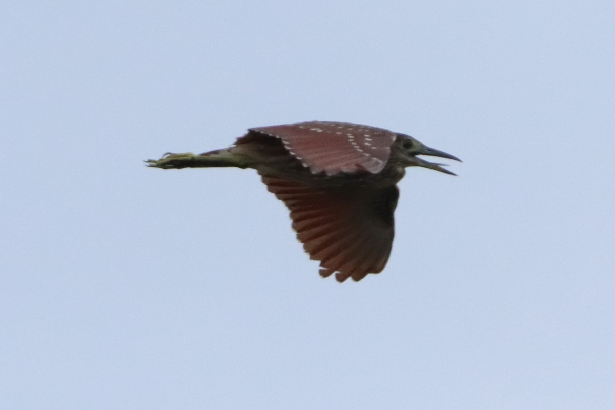 Nankeen Night Heron - ML620564717