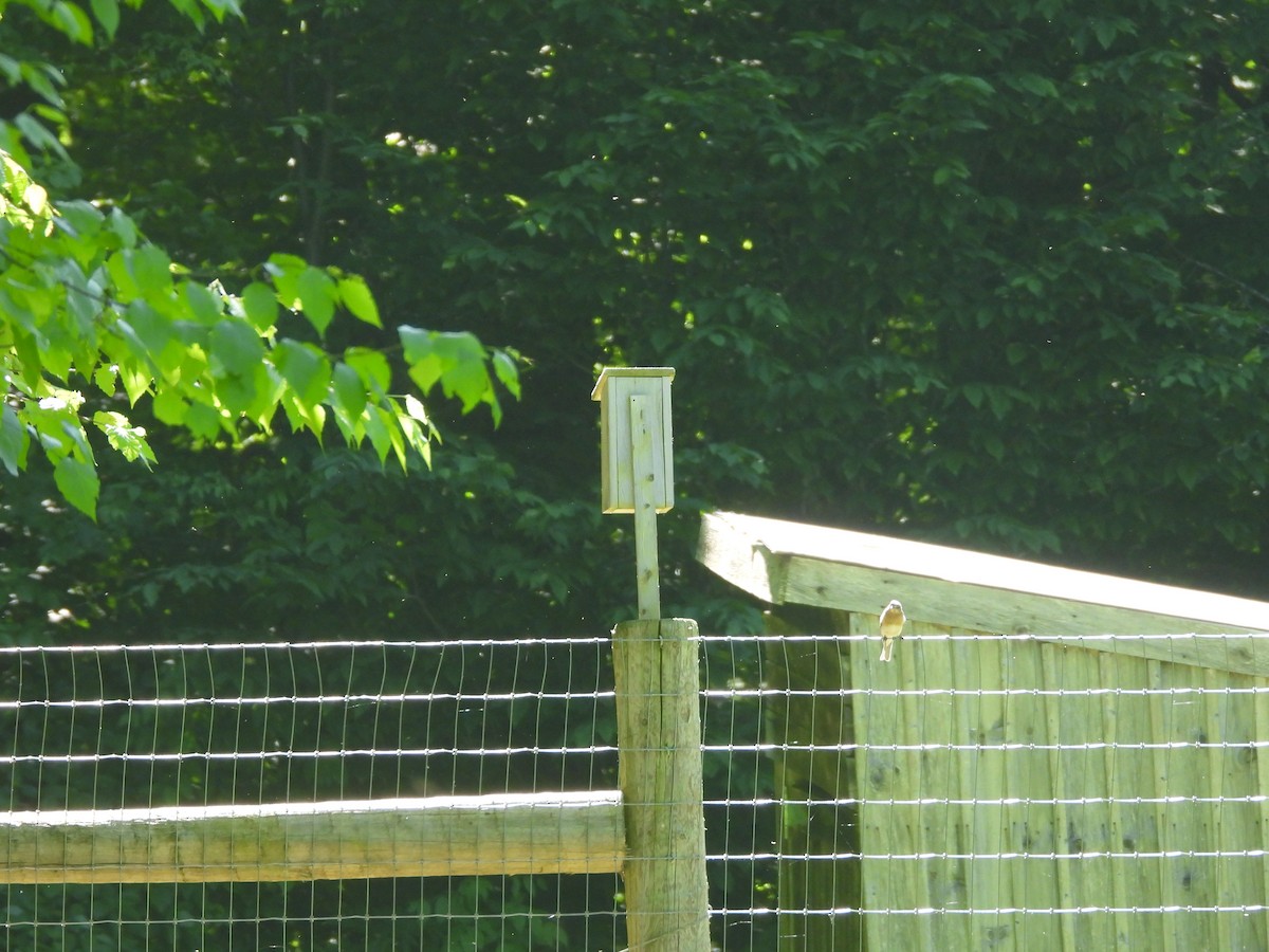 Eastern Bluebird - ML620564722