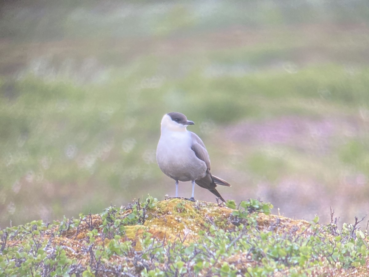 Long-tailed Jaeger - ML620564726