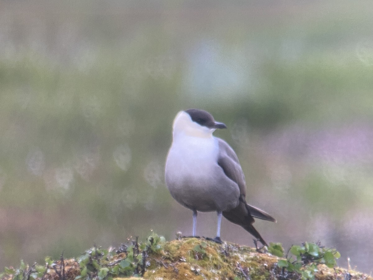 Long-tailed Jaeger - ML620564728