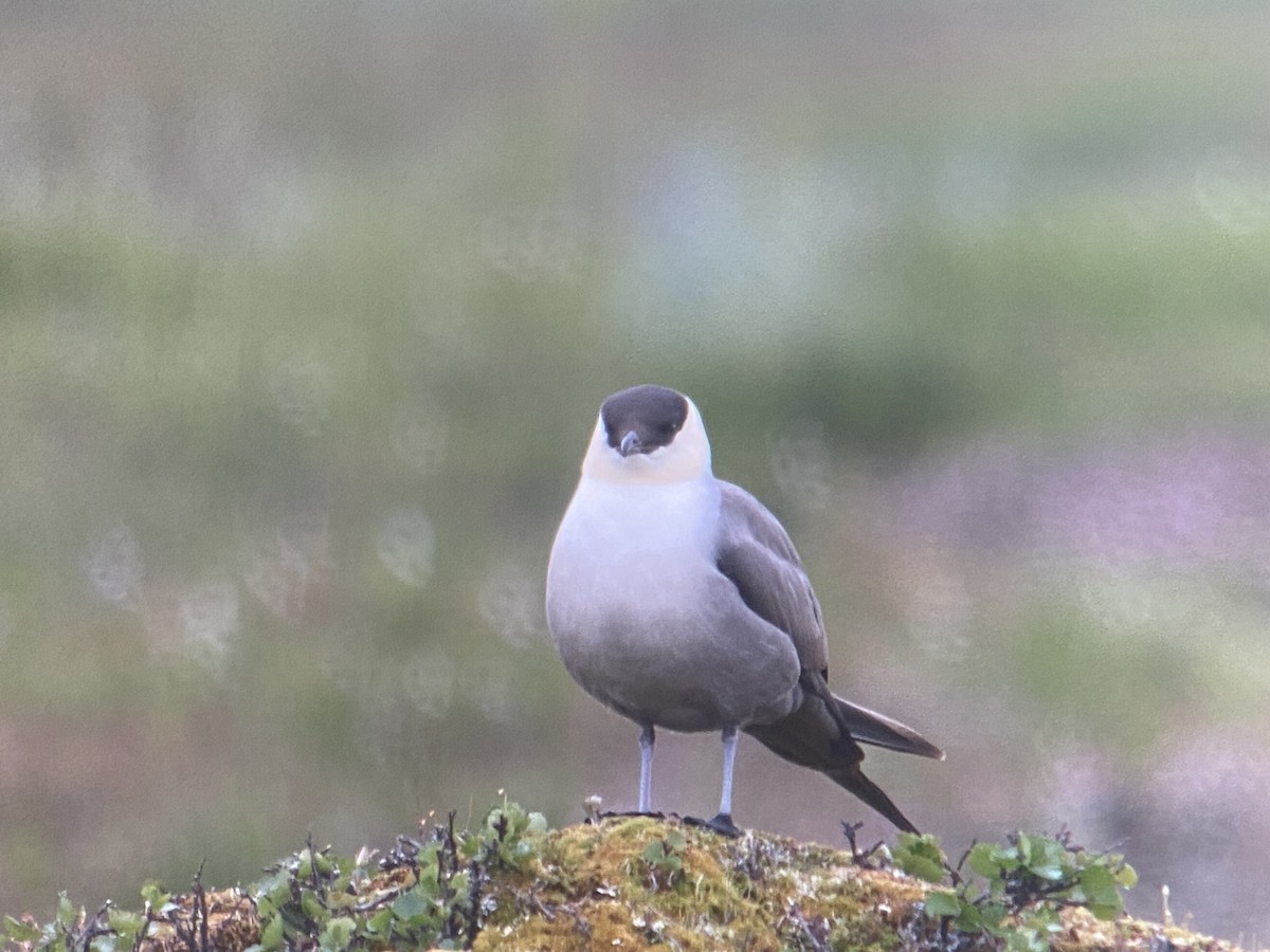 Long-tailed Jaeger - ML620564729