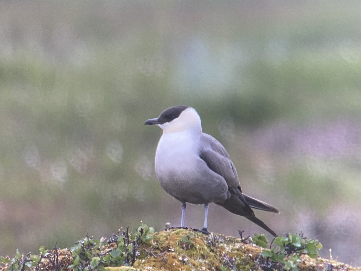 Long-tailed Jaeger - ML620564730