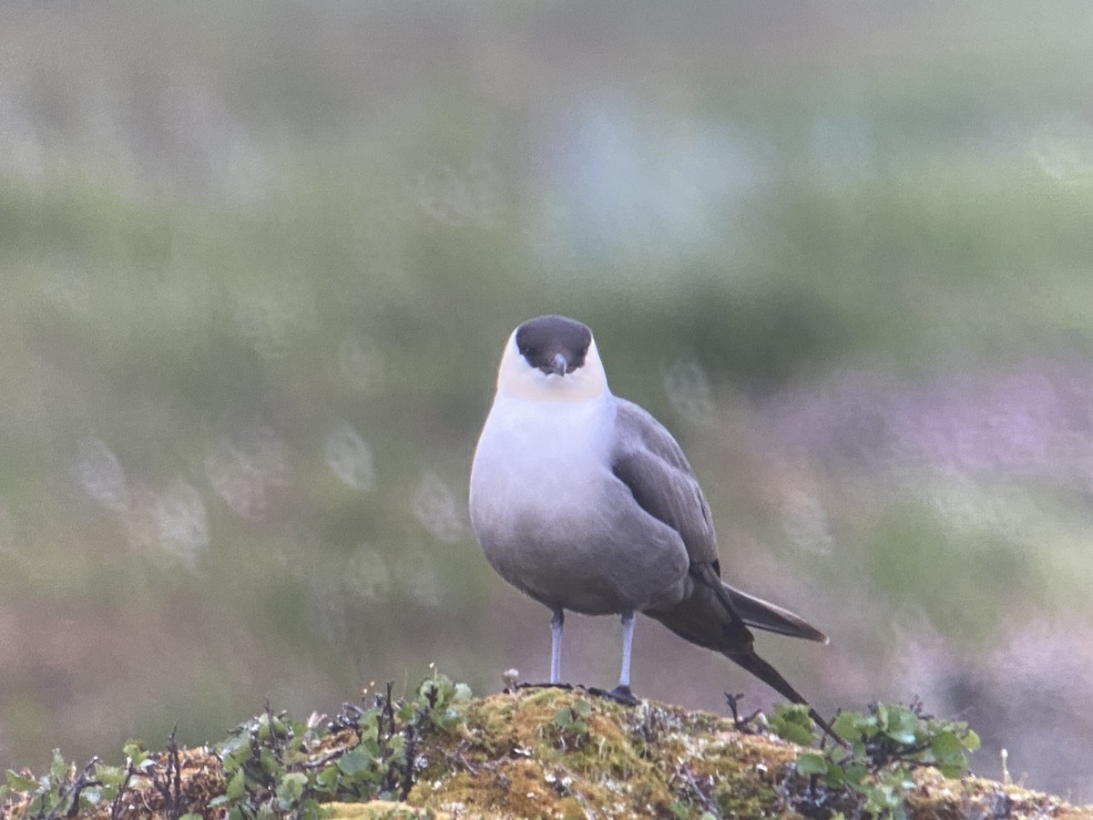 Long-tailed Jaeger - ML620564731