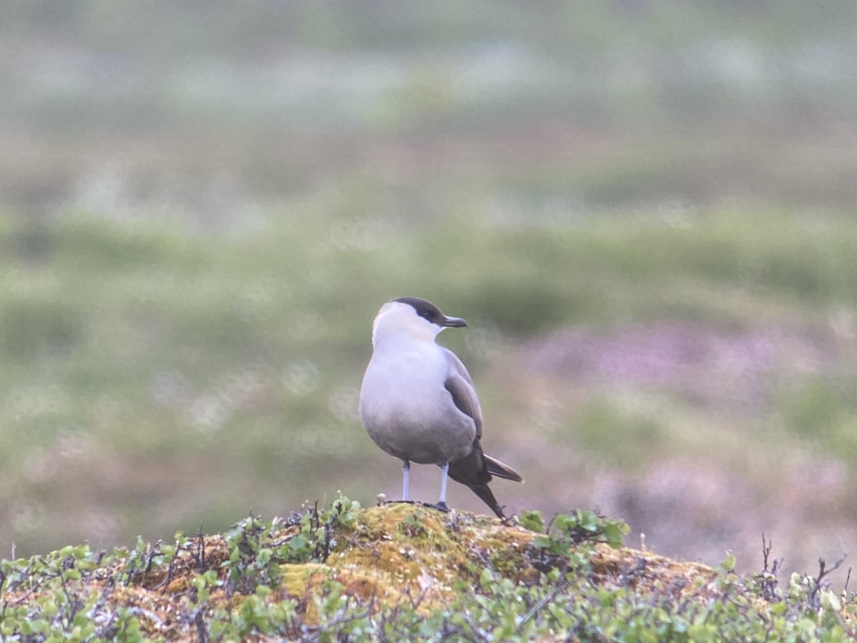 Long-tailed Jaeger - ML620564732