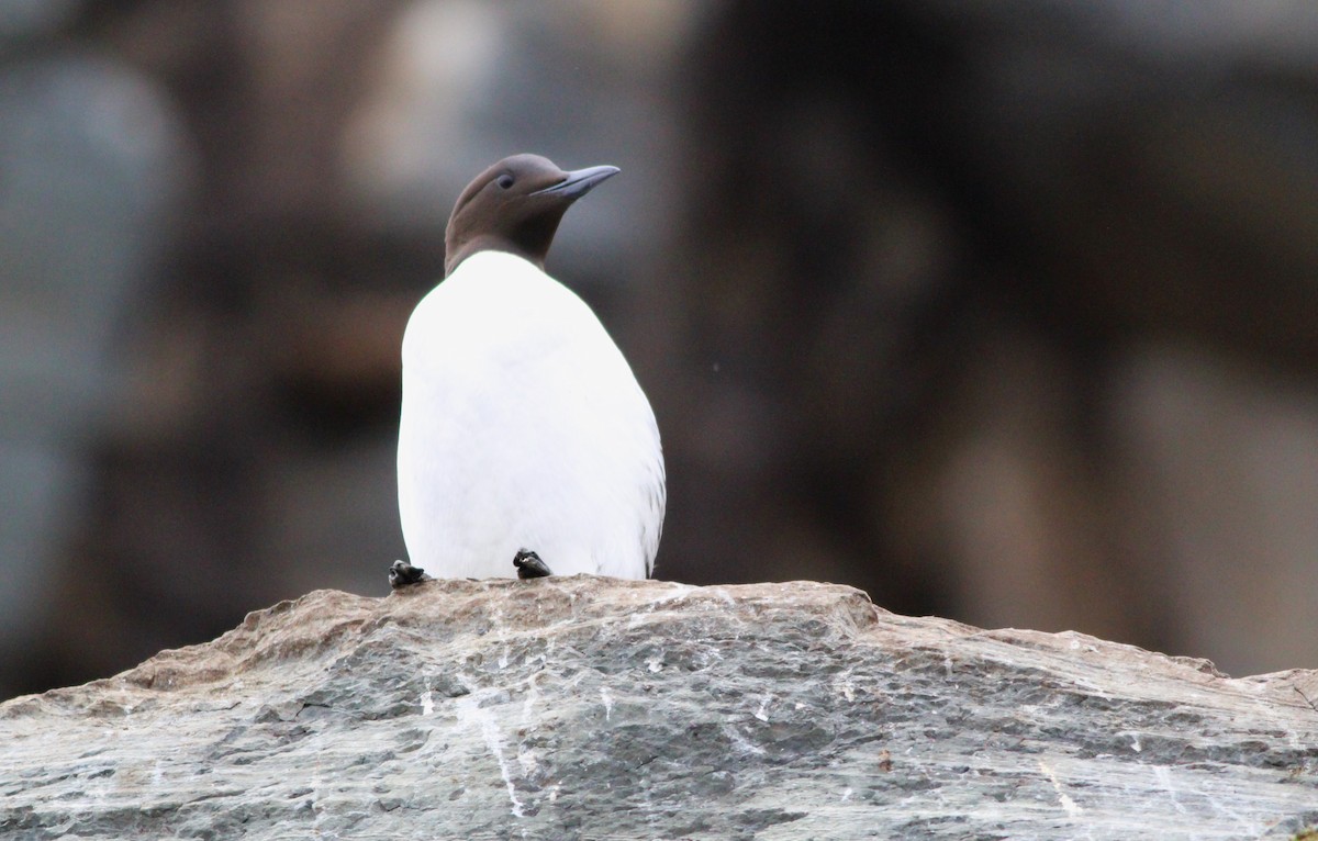 Common Murre - ML620564735