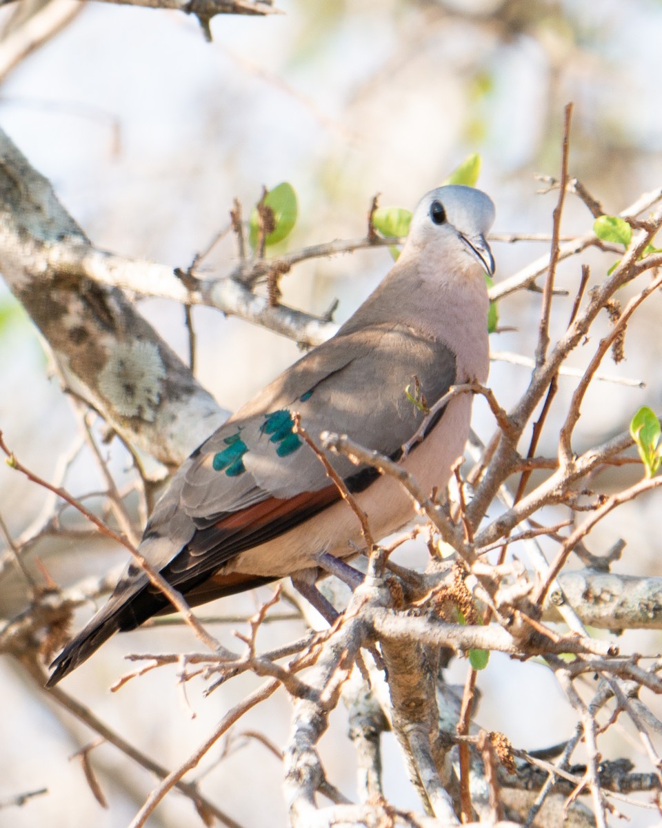 Emerald-spotted Wood-Dove - ML620564741