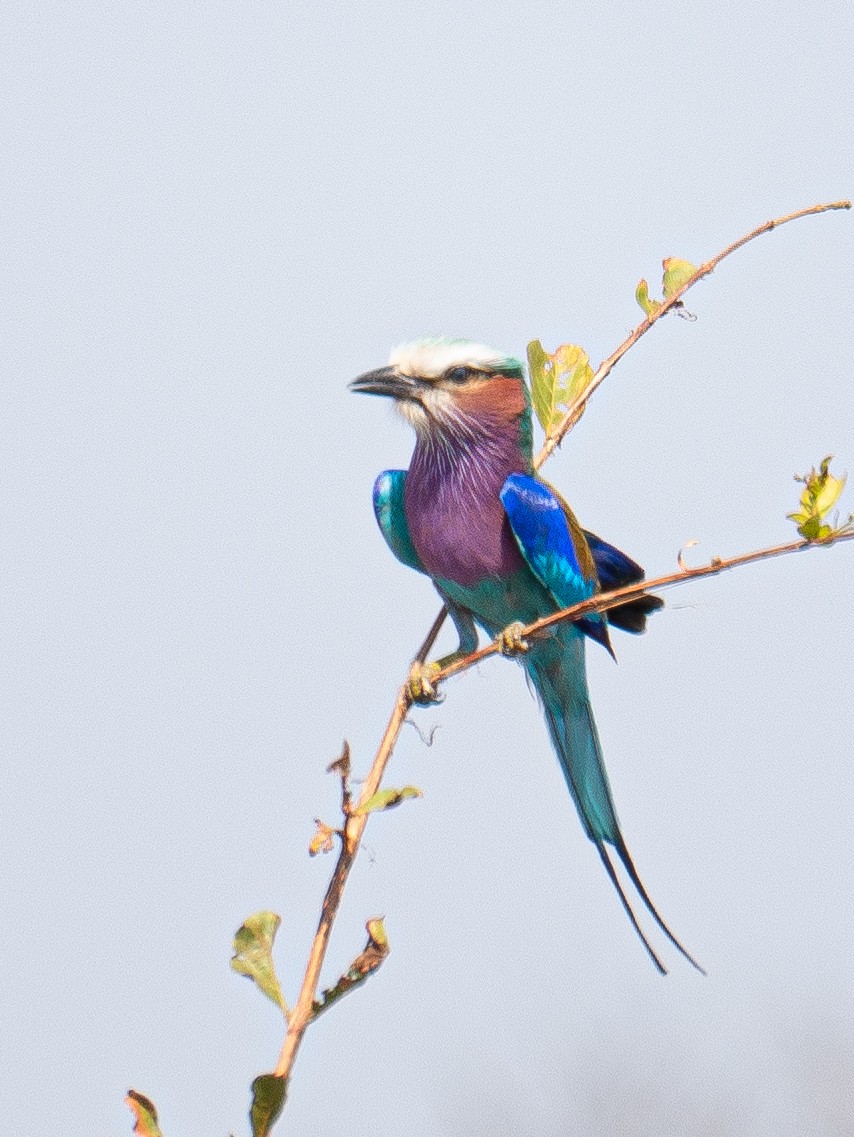 Lilac-breasted Roller - ML620564744