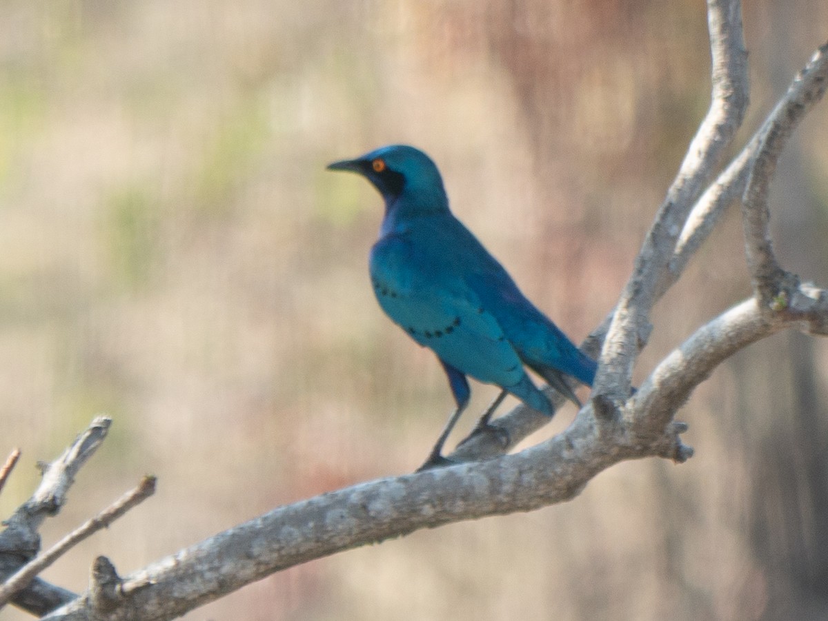 Greater Blue-eared Starling - ML620564749