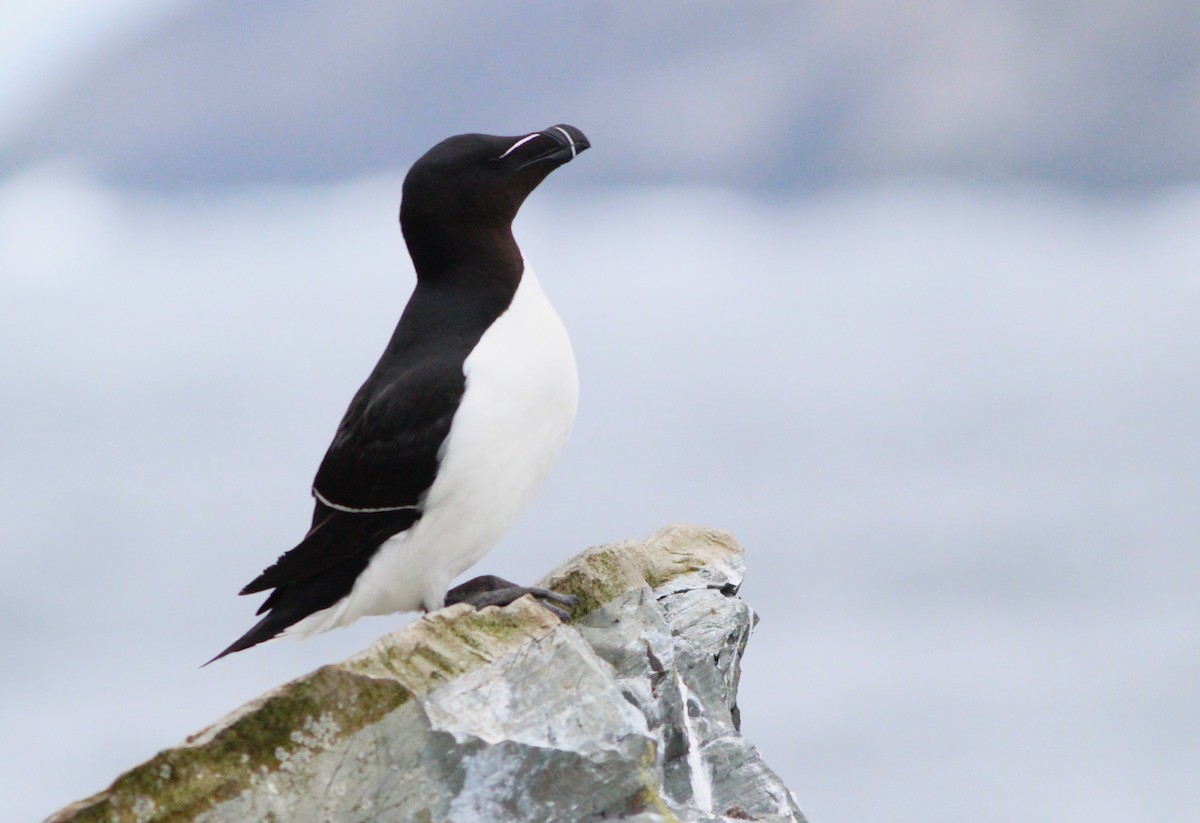 Razorbill - ML620564750