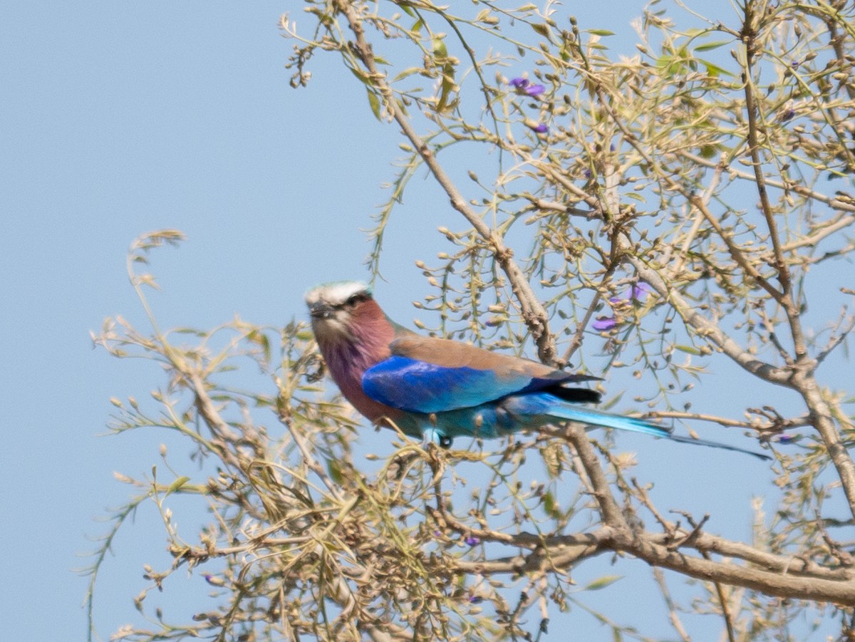 Lilac-breasted Roller - ML620564758