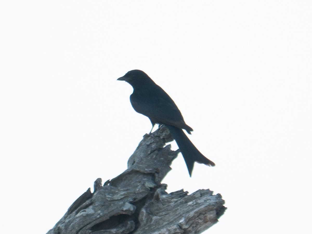 Fork-tailed Drongo - ML620564759