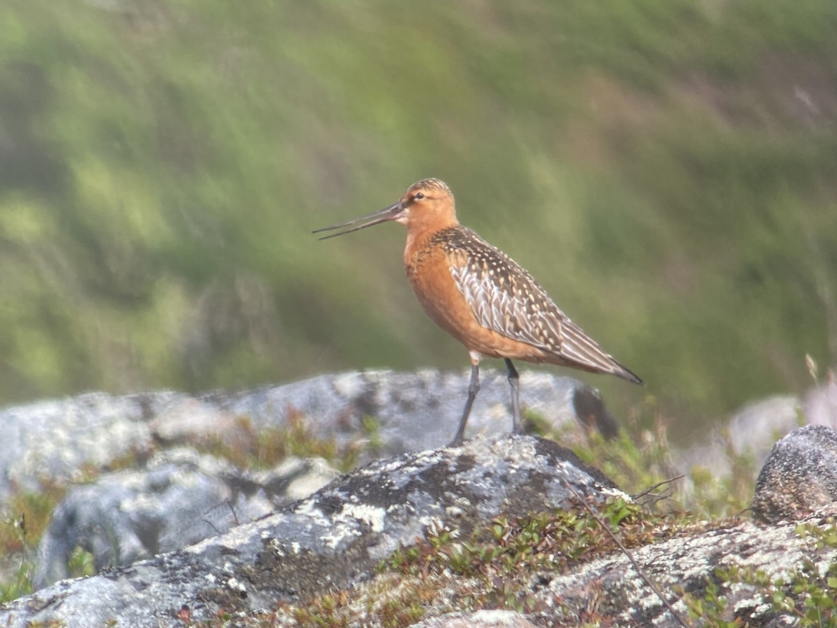 Bar-tailed Godwit - ML620564762