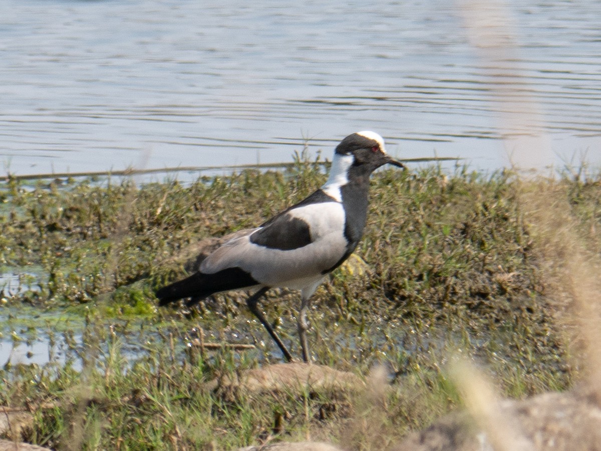 Blacksmith Lapwing - ML620564765