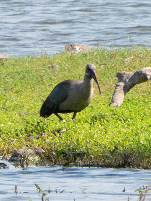 ibis hagedaš - ML620564771