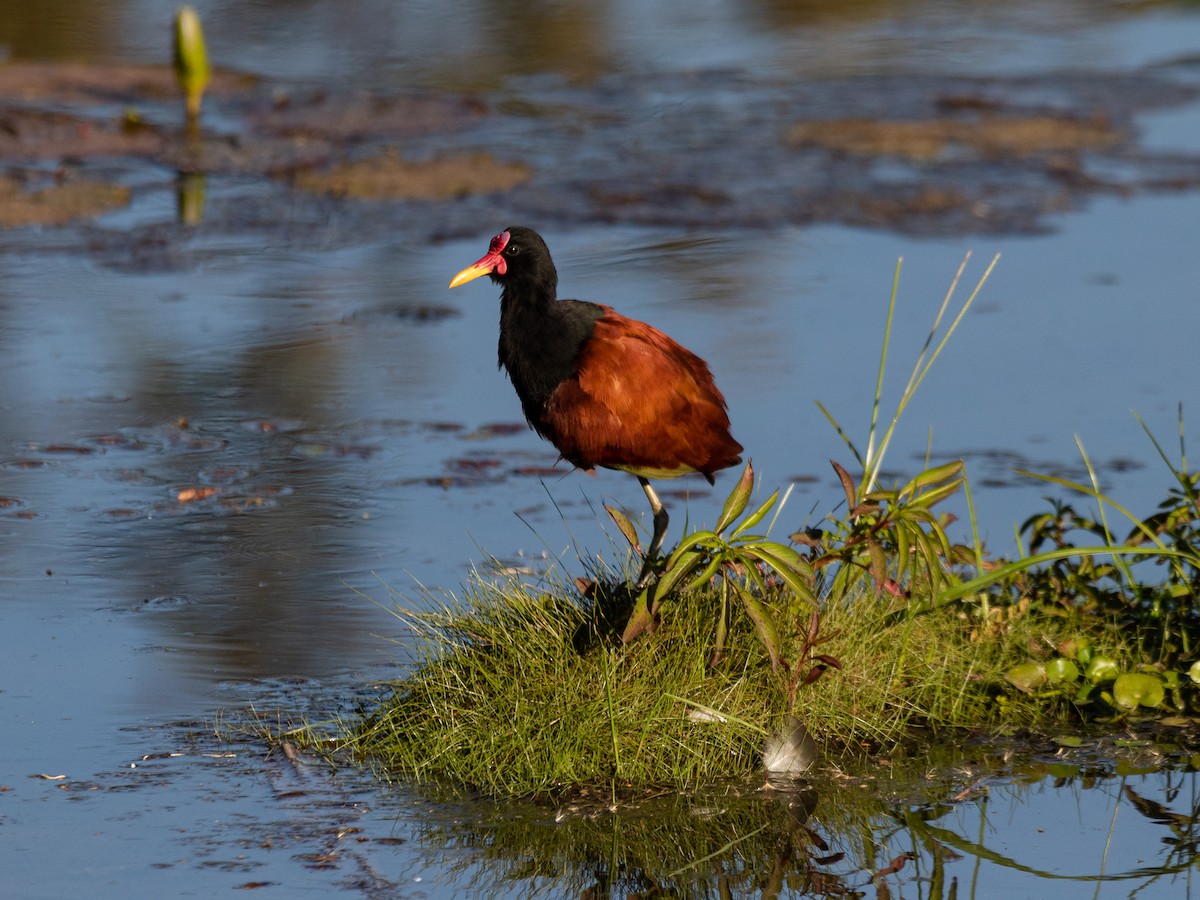 Wattled Jacana - ML620564777